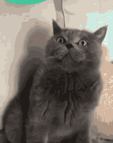 Meow Meow Srovoz1 GIF - Meow Meow Srovoz1 GIFs