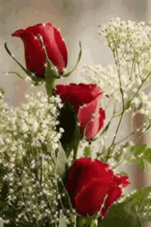 Rose Flowers GIF - Rose Flowers GIFs
