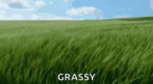 Grass Mowing GIF - Grass Mowing Grass Cutting GIFs