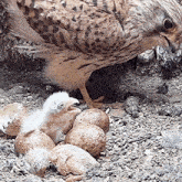 feeding the chicks kestrel robert e fuller time to eat giving food