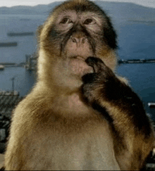 a close up of a monkey looking at the camera