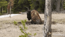 Buffalo Bison GIF - Buffalo Bison Playing GIFs
