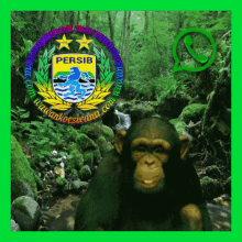 Omg Chimpanzee GIF - Omg Chimpanzee Persib GIFs