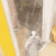 Cat Dancing Cat Exited GIF - Cat Dancing Cat Exited Cats GIFs