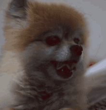 Pupper Pom GIF - Pupper Pom Yawn GIFs