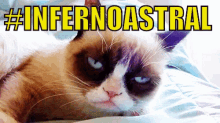 Inferno Astral / Gato / Desprezo / Signo / Horóscopo GIF - Inferno Astral Grumpy Cat Zodiac Signs GIFs