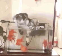 Cat Aquarium Cat Fail GIF