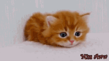 Miss Aww Cute GIF - Miss Aww Cute Cat GIFs