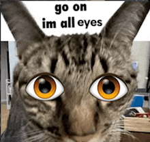 a cat with cartoon eyes and the words go on im all eyes behind it