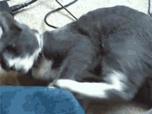 a gray and white cat is laying on a blue blanket