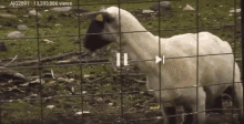 Goat Meeehhh GIF - Goat Meeehhh Fence GIFs