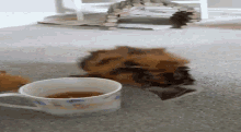 Guinea Pig Guinea Pigs GIF - Guinea Pig Guinea Pigs Accident GIFs