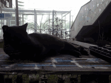 Gato Vicente Cat Lazy GIF - Gato Vicente Cat Lazy Black Cat GIFs