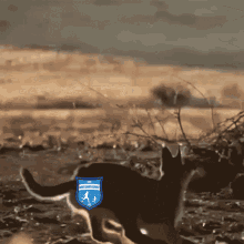 a picture of a cat with a blue patch on its back that says ' west ham united ' on it