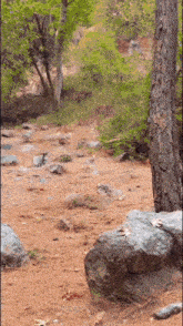 a blurred picture of a forest with rocks and trees