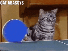 Cat-abassys Cat Pong GIF - Cat-abassys Cat Pong Katabassys GIFs