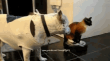 cat dog fight roomba