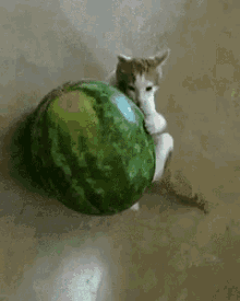 Happy Watermelon Day National Watermelon Day GIF - Happy Watermelon Day National Watermelon Day Cats GIFs