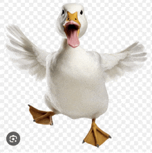 a white duck with its mouth open and its wings outstretched on a transparent background