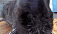 a close up of a cat 's face looking at the camera
