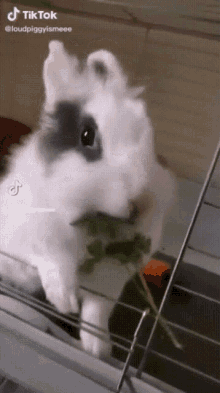 rabbit rabbits rabbit eating eating eating rabbit