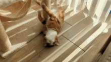 an orange and white cat is laying on its back on a wooden floor