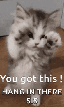 a kitten is standing on its hind legs with its paws up and says `` you got this hang in there sis '' .