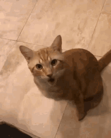 What Funny GIF - What Funny Shocked GIFs