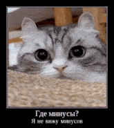 a picture of a cat in a frame with russian writing on it