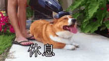 a corgi dog is laying on the ground while a person vacuums it .