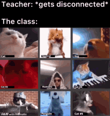 Meme Cat GIF - Meme Cat Animals GIFs