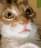 a close up of a cat 's face with a surprised look on his face