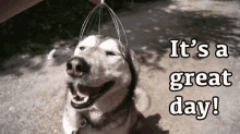 Greatday GIF - Great Day Dog Happy GIFs