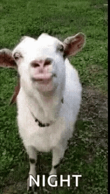 Funny Animals Goat GIF - Funny Animals Goat Goatlick GIFs