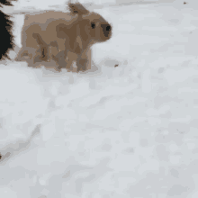 Dog Face GIF - Dog Face Snow GIFs