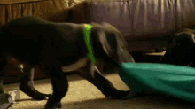Great Dane Puppies Fighting With A Blanket GIF