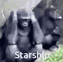 Monkey Starship GIF - Monkey Starship Going Crazy GIFs