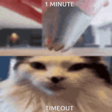 1minute Timeout Timeout GIF - 1minute Timeout Timeout Cat GIFs