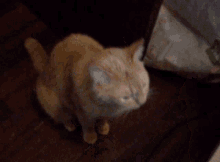 Da La Patita Gato GIF - Da La Patita Gato Cat GIFs