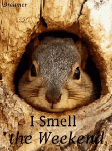 Squirrel Sniffing GIF - Squirrel Sniffing Cute GIFs
