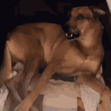 Julgando Cachorro GIF - Julgando Cachorro Caramelo GIFs