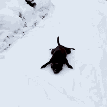 Slide The Pet Collective GIF - Slide The Pet Collective Snow GIFs