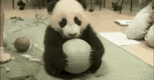 Panda Sad GIF - Panda Sad Cute GIFs