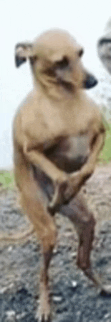 a dog is standing on its hind legs on a dirt road .
