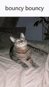 Bouncy Cat GIF - Bouncy Cat GIFs
