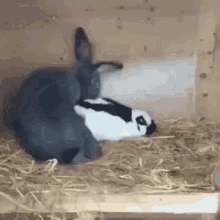 GIF