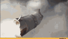 Rocket Space GIF - Rocket Space Cat GIFs