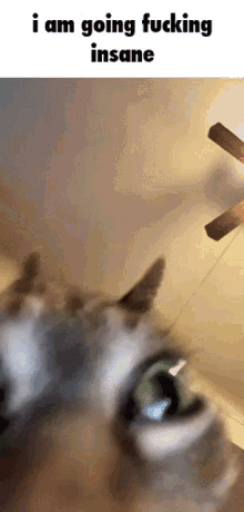 Reverse Insane Cat GIF - Reverse Insane Cat GIFs