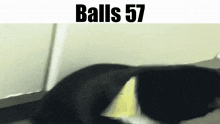 Balls Balls 57 GIF - Balls Balls 57 Cat GIFs