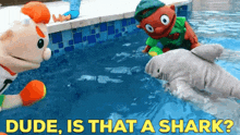 a group of stuffed animals are playing in a swimming pool with the caption " dude is that a shark "